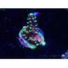 WYSIWYG RRC Acropora Pink cadillac 5R