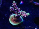 WYSIWYG RRC Acropora Pink cadillac 5R10