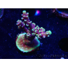 WYSIWYG RRC Acropora Pink cadillac 5R