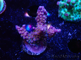 WYSIWYG RAH Acropora donei Bastón de Merlín 5M2