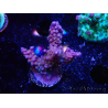 WYSIWYG RAH Acropora donei Merlin's Staff 5M2