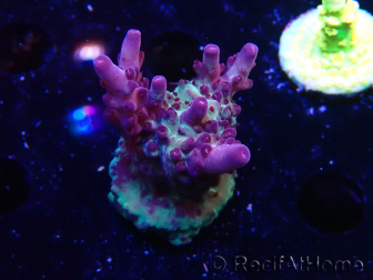 WYSIWYG RAH Acropora Nightshade 5U