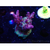 WYSIWYG RAH Acropora Nightshade 5U