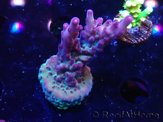 WYSIWYG RAH Acropora Nightshade 5U8
