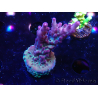 WYSIWYG RAH Acropora Nightshade 5U