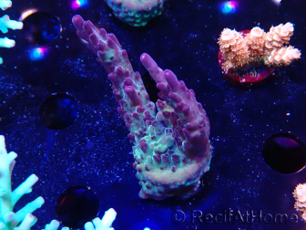 WYSIWYG RAH Acropora Nightshade 5U9