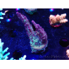 WYSIWYG RAH Acropora Nightshade 5U