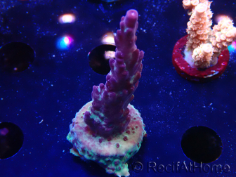 WYSIWYG RAH Acropora Nightshade 5U