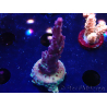 WYSIWYG RAH Acropora Nightshade 5U10