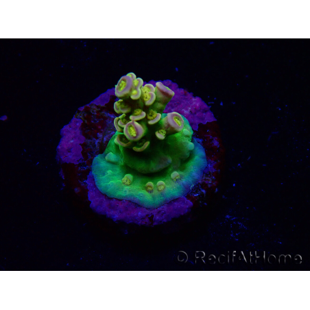 WYSIWYG BigR Acropora Walt Disney 1