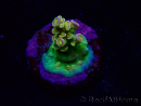WYSIWYG BigR Acropora Walt Disney 5V1