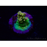 WYSIWYG BigR Acropora Walt Disney 1