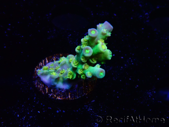 WYSIWYG BigR Acropora Walt Disney 2