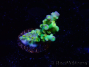 WYSIWYG BigR Acropora Walt Disney 2