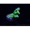 WYSIWYG BigR Acropora Walt Disney 5V2