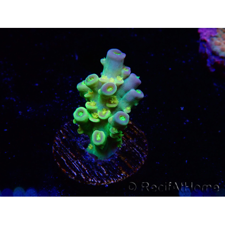 WYSIWYG BigR Acropora Walt Disney 3