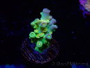 WYSIWYG BigR Acropora Walt Disney 3