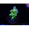 WYSIWYG BigR Acropora Walt Disney 5V3