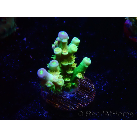 WYSIWYG BigR Acropora Walt Disney 1
