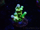 WYSIWYG BigR Acropora Walt Disney 1