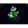 WYSIWYG BigR Acropora Walt Disney 5V5