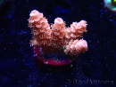WYSIWYG RAH Acropora tenuis Red Ruby 5V