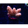 WYSIWYG RAH Acropora tenuis Red Ruby 5V