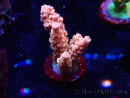 WYSIWYG RAH Acropora tenuis Red Ruby 5V