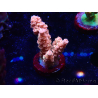WYSIWYG RAH Acropora tenuis Red Ruby 5V