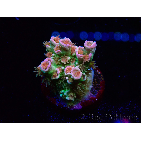 WYSIWYG MH Acropora tenuis Unicorn 5V