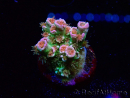 WYSIWYG MH Acropora tenuis Unicorn 5V10