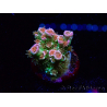 WYSIWYG MH Acropora tenuis Unicorn 5V