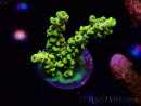 WYSIWYG RAH Acropora Pikachu 5W1