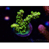 WYSIWYG RAH Acropora Pikachu