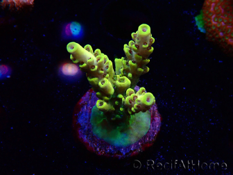 WYSIWYG RAH Acropora Pikachu 5W