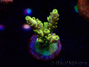 WYSIWYG RAH Acropora Pikachu 5W2