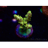 WYSIWYG RAH Acropora Pikachu 5W2