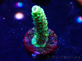 WYSIWYG RR Acropora tenuis Bananarama