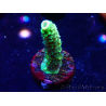 WYSIWYG RR Acropora tenuis Bananarama