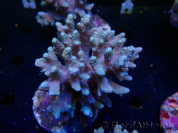 WYSIWYG Sinularia sp 43