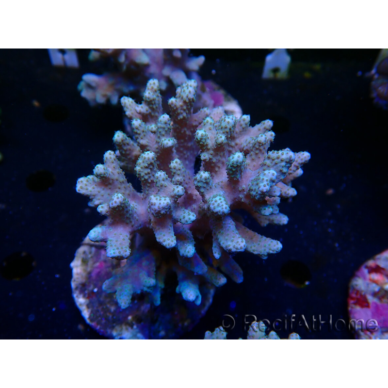 WYSIWYG Sinularia sp 43