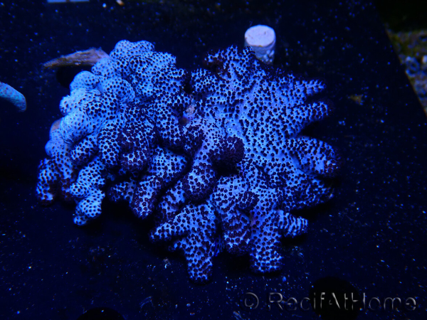 Cladiella sp L