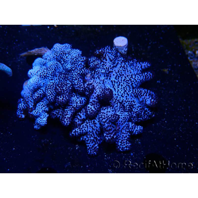 Cladiella sp L