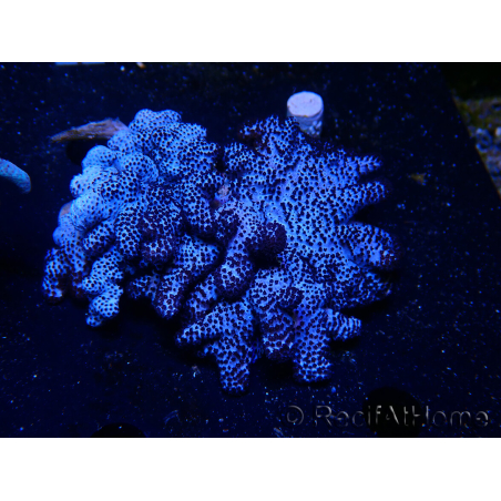 Cladiella sp L