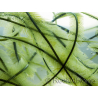 Caulerpa sertularioides Klein