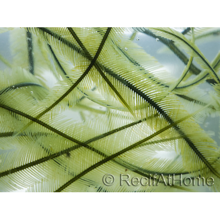 Caulerpa sertularioides Piccola