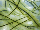 Caulerpa sertularioides Klein