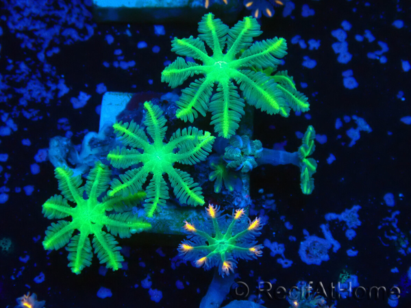 WYSIWYG Clavularia sp 20D6