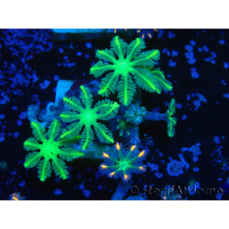 WYSIWYG Clavularia sp 20K3
