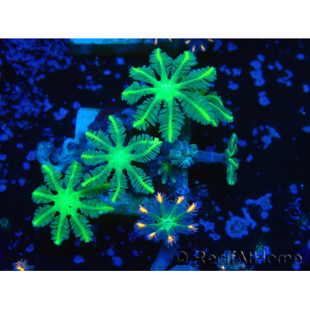 WYSIWYG Clavularia sp 20K3